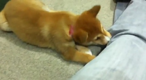 柴子犬 ひたすら遊ぶ00