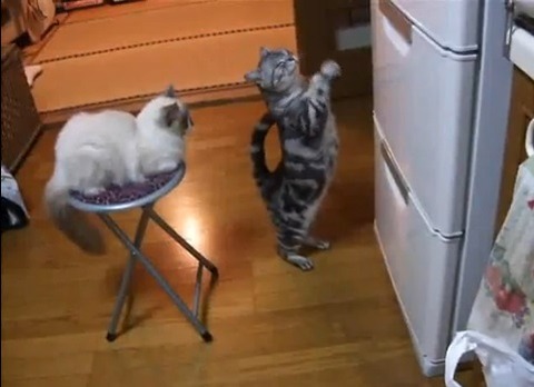 猫缶が欲しいので冷蔵庫前で拝み続ける猫。そしてそれを眺める猫の動画 - ペット動画集 にゃんワン！
