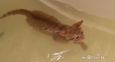 猫 お風呂ですいすい泳ぐ02