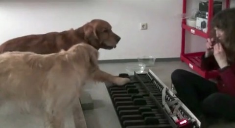 犬 piano 01