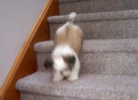 子犬 シー･ズーが階段をちょっとずつ降りる04
