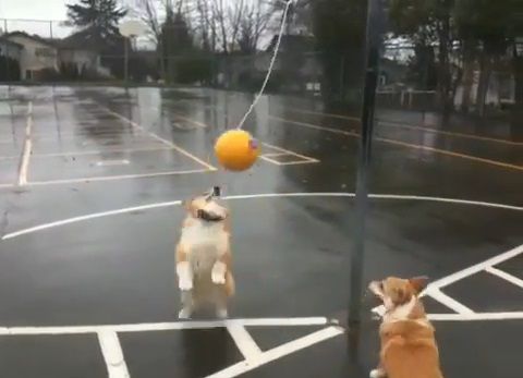 犬 つるしたボールで遊ぶコーギー01