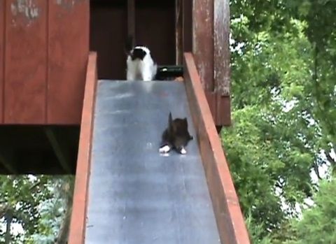 子猫 滑り台でhelp04