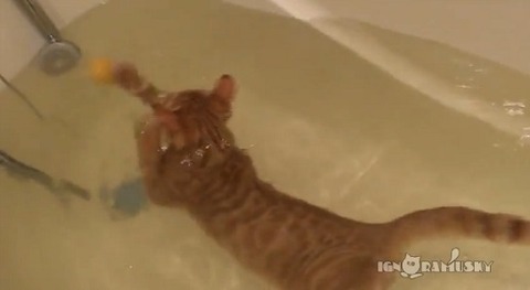 猫 お風呂ですいすい泳ぐ03