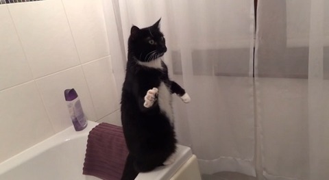 猫 洗面台の鏡に04