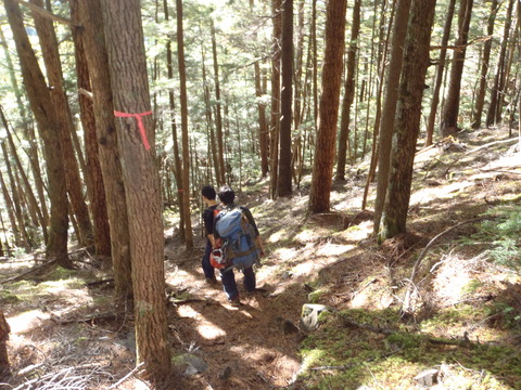 熊の穴沢下部樹林帯