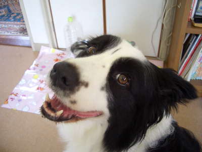 Image result for ç¬ border collie å½¼ãã¯åä¾ãã¡ãæãã¦ãã