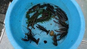 H29水生生物調査 (5)