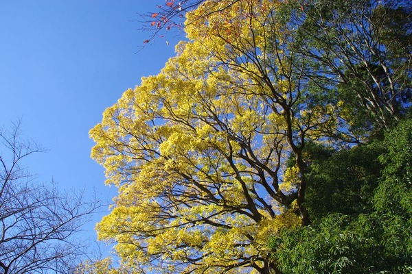 2012-11-15059