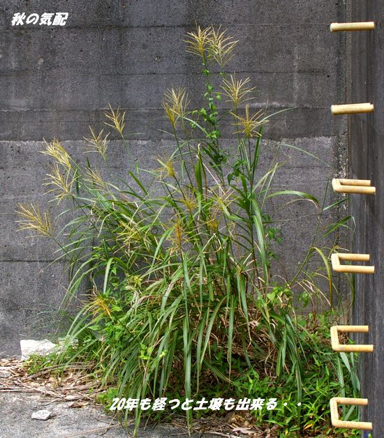 第二奥谷ダム11