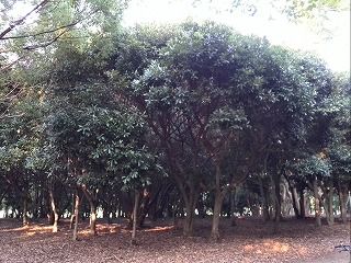 大泉緑地のマテバシイの木