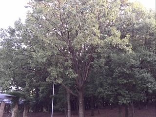 大泉緑地のクヌギの木