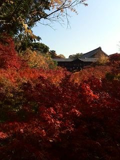 s-紅葉の東福寺KIMG0815