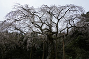 DSC00597