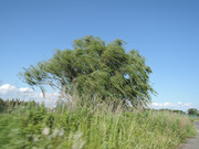 DSCN2254