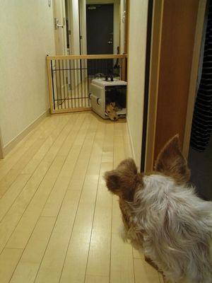 テラinクレート