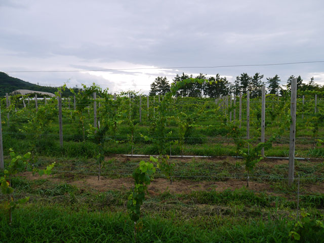 P1190338