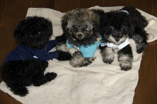 銀座 トイプードル リリー as know as de wan02