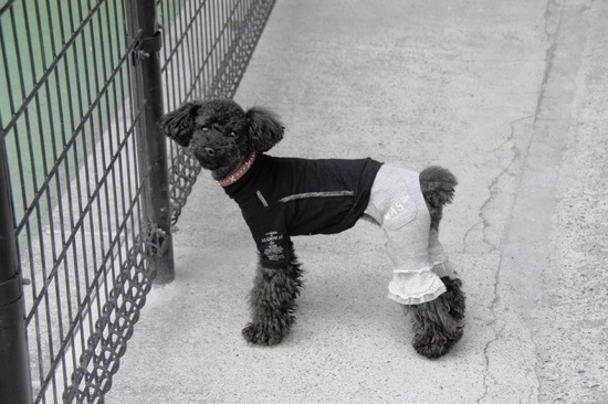 as know as de wan トイプードル 銀座リリー28