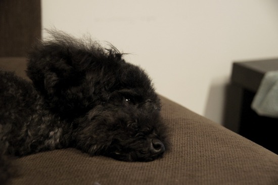 as know as de wan_銀座リリー_トイプードル24