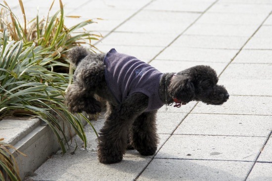 as know as de wanとトイプードルブラックの銀座リリー00