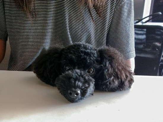 トイプードル ブログ 銀座リリーとドナ38