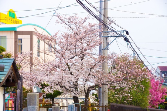 329 銀座ブラックのトイプードルリリーとドナas know as de wan00