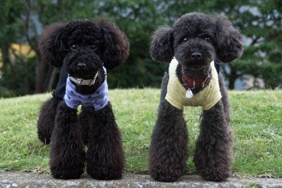 ブログRosieトイプードル銀座リリーとドナas know as de wan04