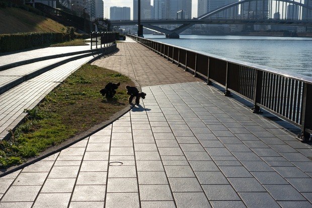 20160115ブラックトイプードル銀座リリー＆ドナ32