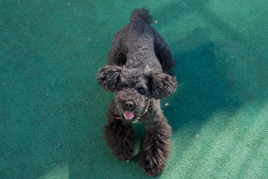 トイプードル ブログ 銀座リリーとドナ21