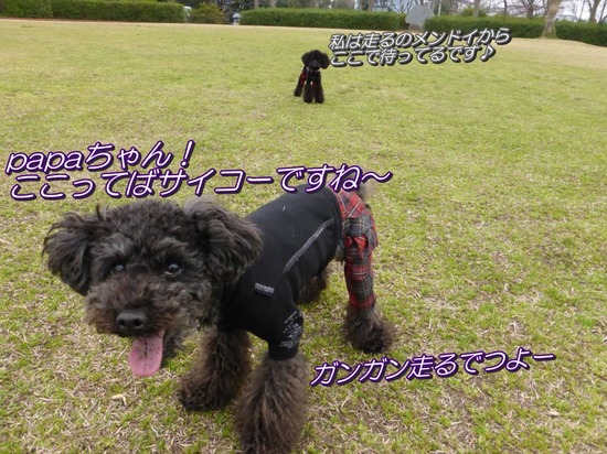 銀座トイプードルリリーとドナas know as de wan09