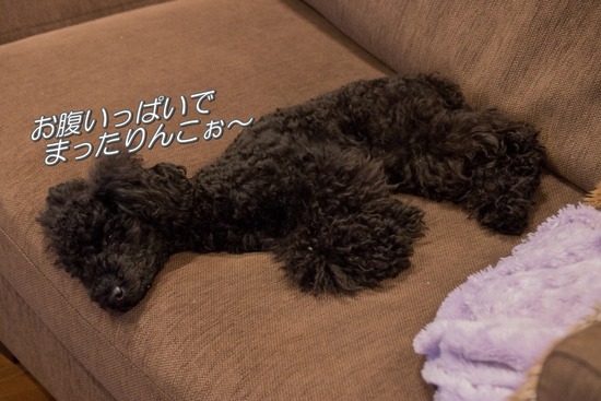 ブログRosieトイプードル銀座リリーとドナas know as de wan16