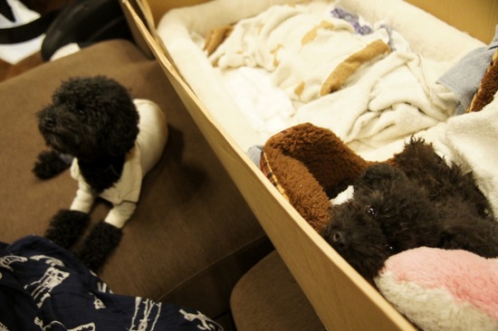 as know as de wanとトイプードルブラックの銀座リリー01