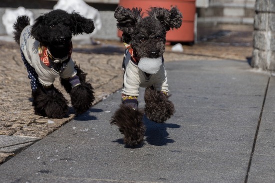 銀座トイプードル,リリーとドナ,as know as de wan034