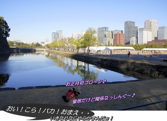 銀座トイプードルリリーas know as de wan27