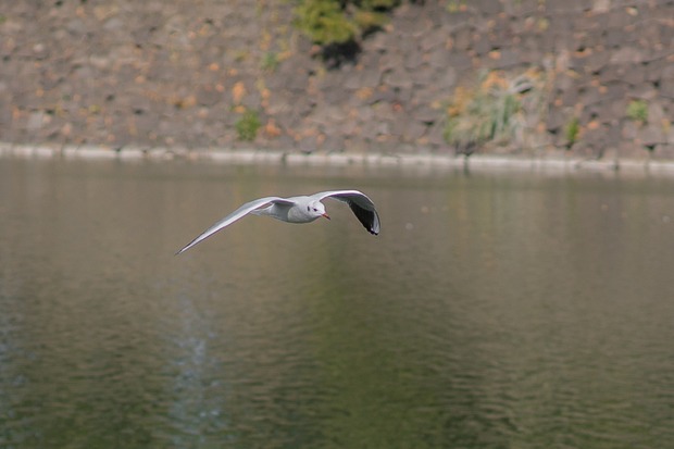 20160103ブラックトイプードル銀座リリー＆ドナ08