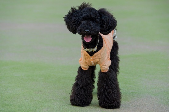 ブログRosieトイプードル銀座リリーとドナas know as de wan14