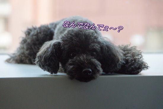 ブログRosieトイプードル銀座リリーとドナas know as de wan18