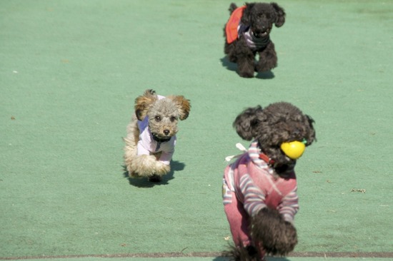 銀座トイプードルリリーas know as de wan27