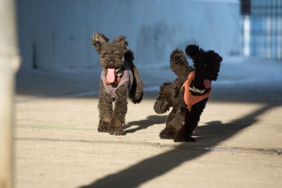 トイプードル ブログ 銀座リリーとドナas know as de wan29