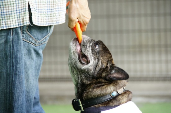 as know as de wan_銀座リリー_トイプードル15