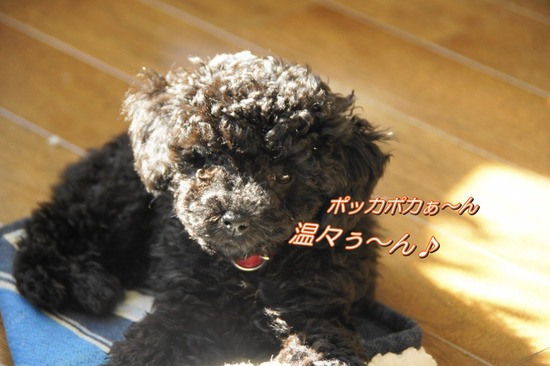 銀座 トイプードル リリー as know as de wan23