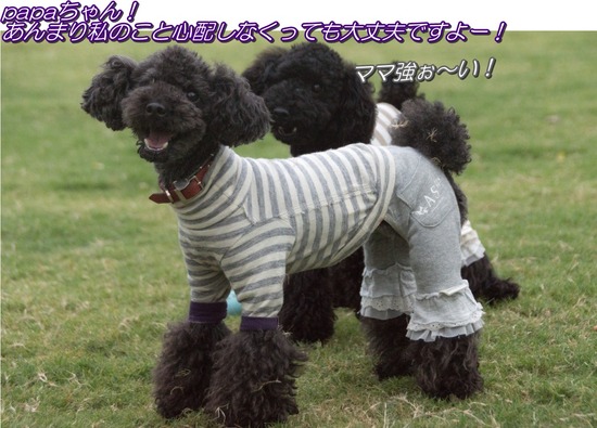 ブログRosieトイプードル銀座リリーとドナas know as de wan61