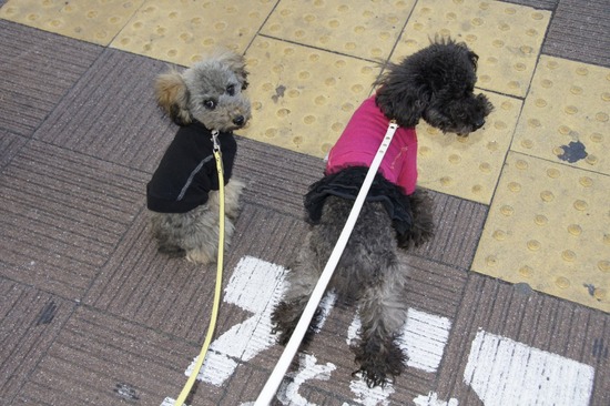 銀座トイプードルリリーas know as de wan09