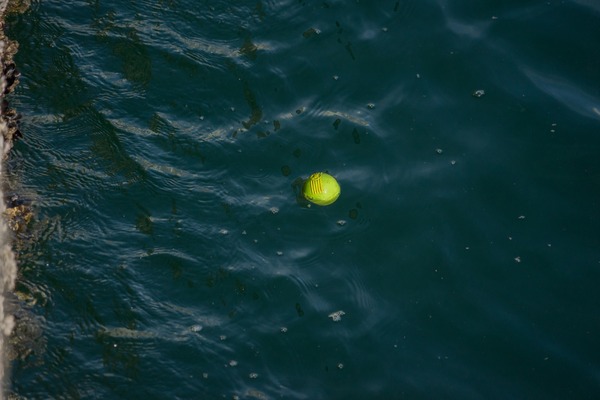 ブラックトイプードル銀座リリー＆ドナ045