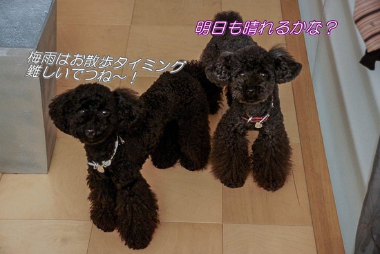 ニャンバーワン,銀座トイプードル,リリーとドナ,asknowasdewan026