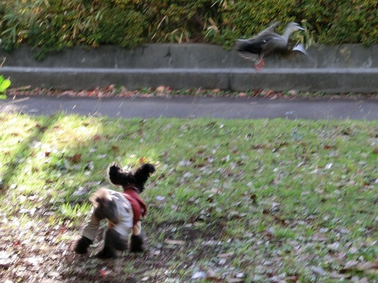 銀座トイプードルリリーas know as de wan05