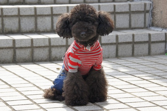 トイプードル銀座リリーasknowasdewan09