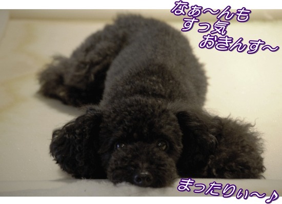 トイプードル銀座リリーas know as dewan26