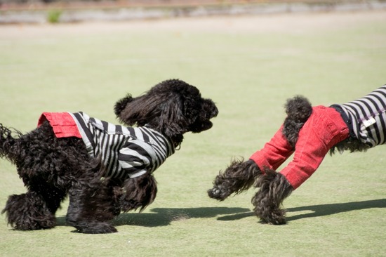 503 銀座ブラックのトイプードルリリーとドナas know as de wan16